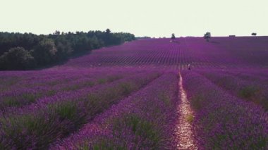 Yavaş çekim sahnesi Fransa 'da Cte d' Azur 'daki ünlü Provence' de güzel bir lavanta tarlası. Menekşe lavanta filizleniyor.