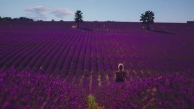 Fransa 'nın Cte d' Azur kentindeki ünlü Provence 'deki güzel bir lavanta tarlasının 4K UHD Sineması. Menekşe lavanta filizleniyor.