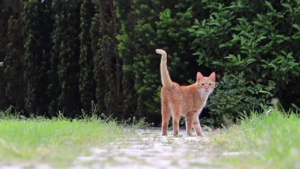 Gato Mirando Hacia Atrás Desde Camino Cámara Lenta — Vídeos de Stock