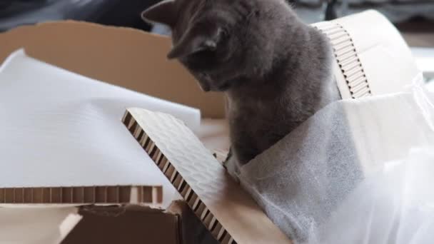 Kot Siedzi Stercie Opakowań Pudełka Właściciel Tle — Wideo stockowe