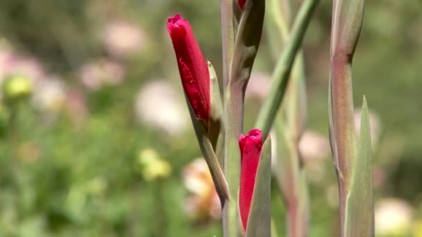 Double Mise Point Caméra Belle Fleur Feuille Rouge — Video