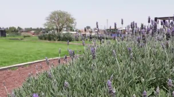 Vue Arrière Pan Droite Gauche Fille Marchant Dans Parc Par — Video