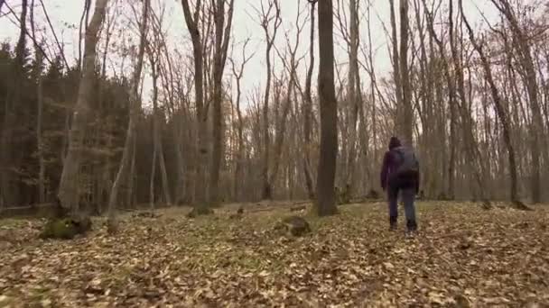 Frau Lila Jacke Mit Rucksack Wandert Winter Durch Den Wald — Stockvideo