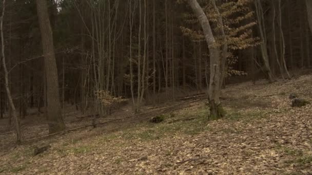 ルーマニアのトランシルヴァニア近郊の狩猟林ホイア バシウは 異星人達によって訪問されると考えられていました ヨーロッパの森の中の秋 ライト — ストック動画