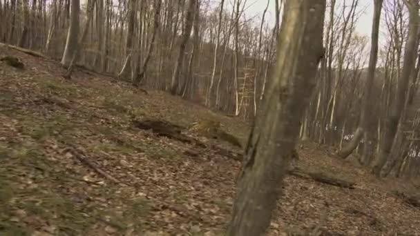 Ripida Collina Nella Foresta Hoia Baciu Senza Foglie Sugli Alberi — Video Stock
