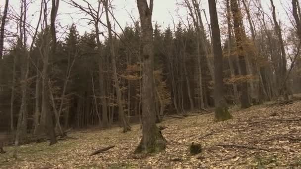 Höstlandskap Hoia Baciu Skog Rumänien Berömd Skog Sägs Vara Hemsökt — Stockvideo