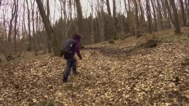 冬にルーマニアのHoia Baciu森林をバックパックハイキングで紫色のジャケットの女性 上り坂を一人でハイキング — ストック動画