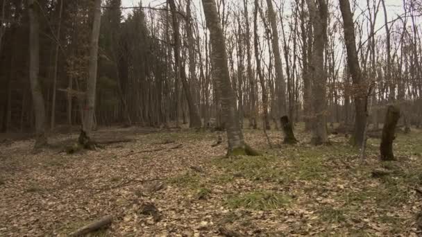Landscape of Hoia Baciu forest in Romania. Location famous for mysterious happenings and UFO sightings said to be haunted. PAN LEFT.