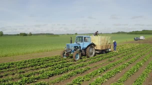 Aerial circular shot of farmers putting cereal straw between strawberries