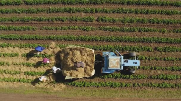 Vista Pájaro Agricultores Poniendo Paja Cereal Entre Fresas — Vídeo de stock