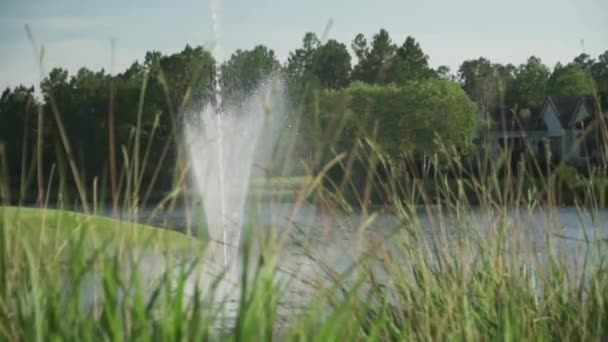 夏の日に背の高い草を通して湖の近所の噴水 — ストック動画