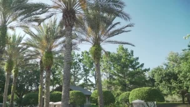 Pan Palm Trees Park — Stock Video