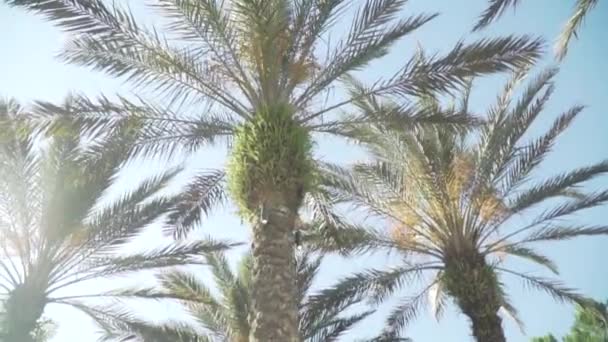Пальмы Теплый Летний День 60Fps — стоковое видео