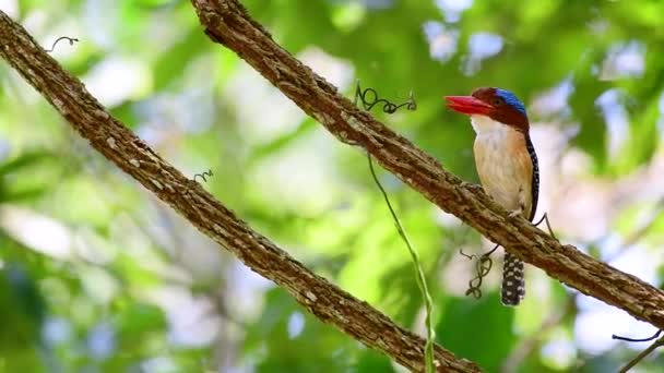 Pescador Árvores Uma Das Aves Mais Bonitas Encontradas Tailândia Dentro — Vídeo de Stock