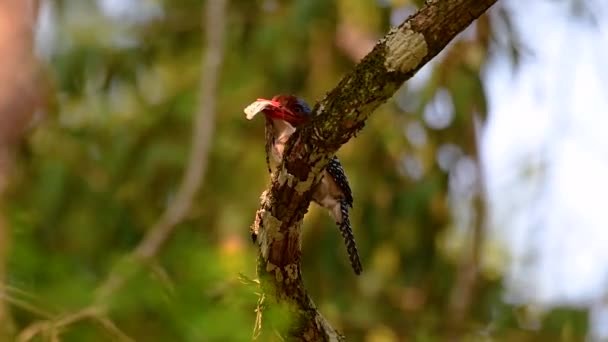 Martin Pescatore Alberi Uno Degli Uccelli Più Belli Trovati Thailandia — Video Stock