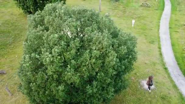 Person Läuft Feld Baum Herum Luftaufnahme — Stockvideo