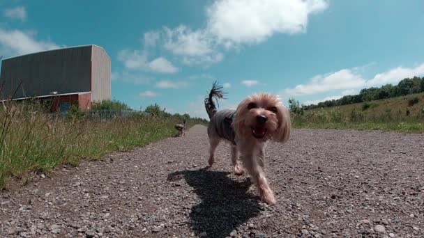 Slow Motion Dwa Yorkshire Terrier Dogs Biegnące Kierunku Kamery — Wideo stockowe