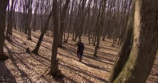 Frau Spaziert Herbst Durch Den Farget Wald Die Sonne Scheint — Stockvideo