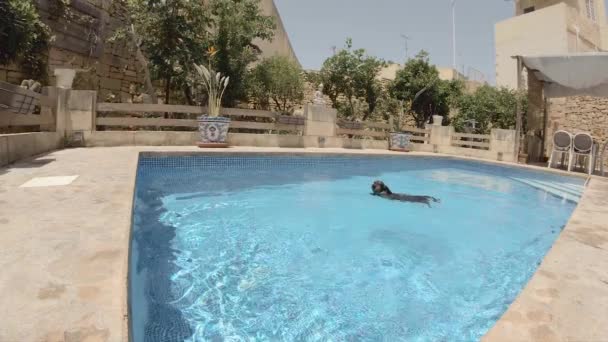長い髪のダックスフント家族のペットはプールの外のプライベートの周りを泳ぎます — ストック動画