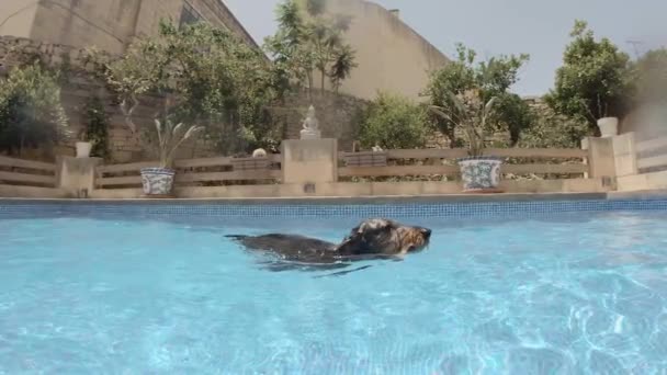 Close Zeitlupe Clip Von Langhaarigen Dackel Schwimmt Über Einen Privaten — Stockvideo