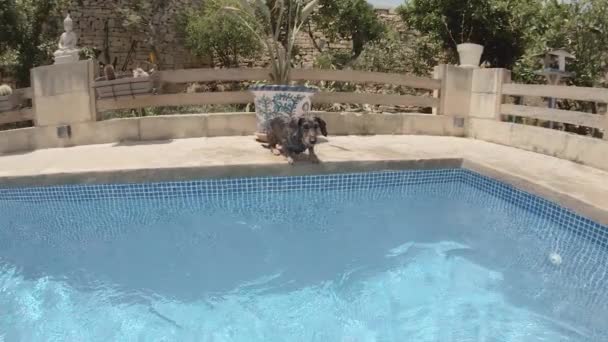 Langhaariger Dackel Macht Großen Spritzer Und Springt Zeitlupe Ein Schwimmbad — Stockvideo