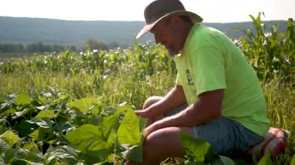 Primer Plano Del Agricultor Sentado Taburete Recogiendo Judías Verdes Día — Vídeos de Stock