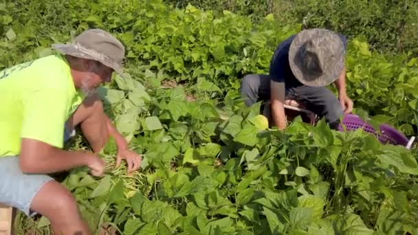 Αγρότες Κάθονται Στο Έδαφος Μαζεύοντας Πράσινα Φασόλια Έξω — Αρχείο Βίντεο