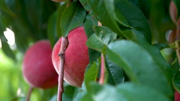 Extreme Close Beweging Links Van Verse Rijpe Perziken Hangend Aan — Stockvideo