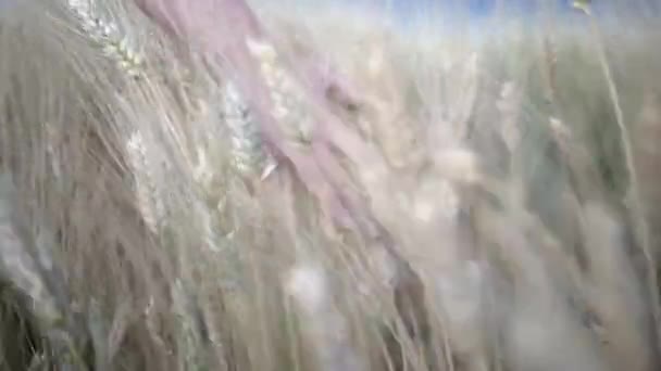 Женщина Идущая Полю Касается Травы — стоковое видео
