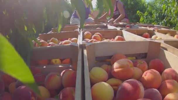 Şeftali Bahçesinden Geçen Şeftali Dolu Bir Römork — Stok video