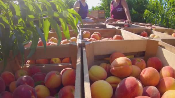 Remolque Cargado Con Melocotones Mujeres Moviendo Cajas Melocotones — Vídeo de stock