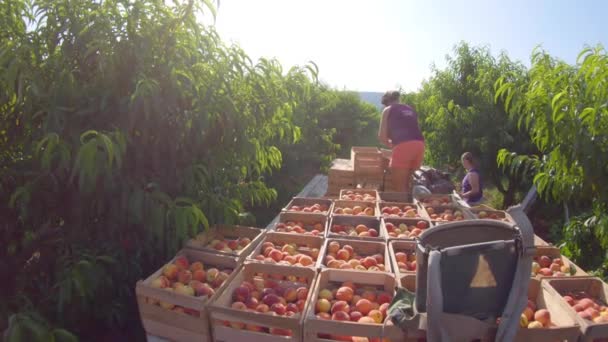 Trailer Loaded Peaches Women Moving Crates Peaches — Stock Video