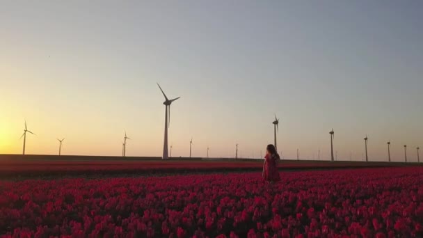 Girl posing in field of tulips and wind turbines at sunset, aerial view