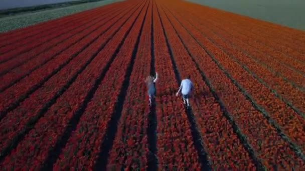 Paar Läuft Durch Tulpenfeld Den Niederlanden Luftaufnahme — Stockvideo