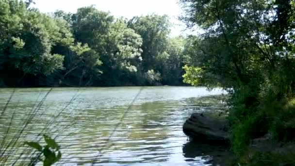 Řeka Obklopena Zelenými Stromy Arige River Během Letní Sezóny Obklopen — Stock video