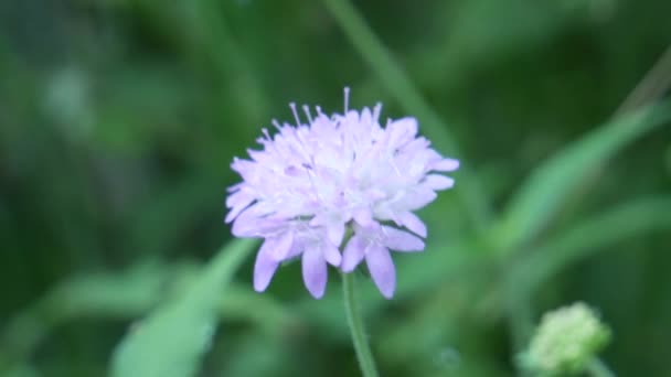 Flor Del Bosque Rodeada Hierba Verde — Vídeos de Stock