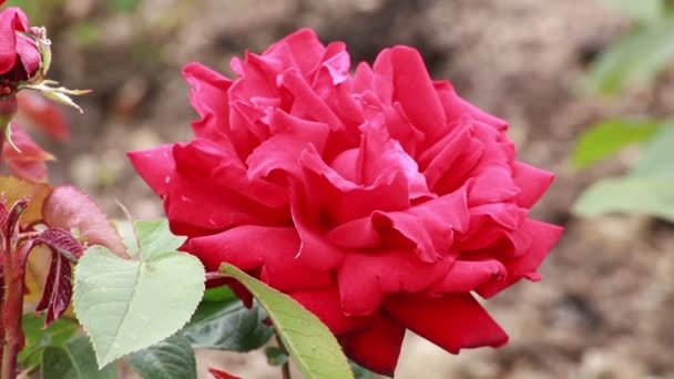 Una Bella Rosa Roja Los Jardines Reales Parque Regentes Londres — Vídeos de Stock