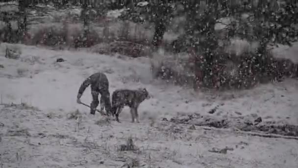 Ein Alaska Tundra Wolf Namens Shasta — Stockvideo