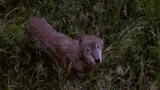 Alaskan Tundra Wolf Name Shasta — стокове відео