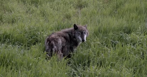 Egy Alaszkai Tundra Wolf nevű Shasta