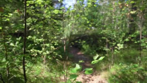 电影拍摄的是一个人在森林小径上离开摄像机的场景 — 图库视频影像