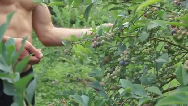 Skjortlös Ung Man Plockar Mogna Blåbär Från Busken Trädgården — Stockvideo