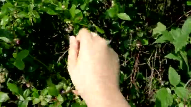 Female Right Hand String Bracelet Picking Ripe Blueberries Blueberry Bush — Stock Video