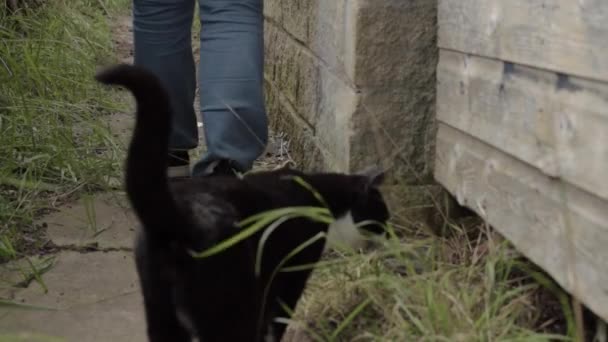 Gato Mascota Sigue Propietario Por Camino — Vídeo de stock