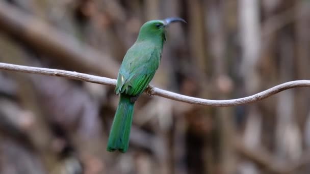 잡이새는 말레이시아 반도에서 발견되며 태국을 포함하여 숲에서 서식한다 소리와 아래에 — 비디오