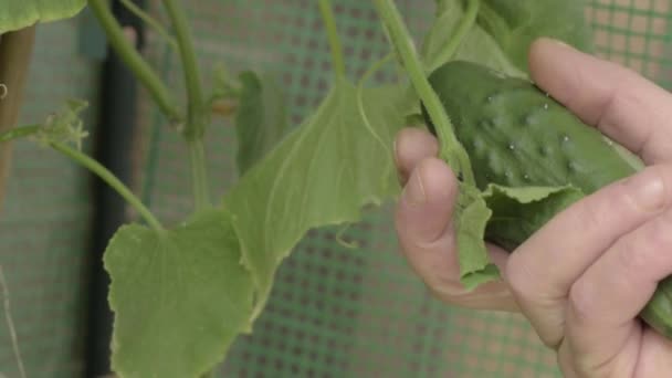 Jardineiro Verificação Pepino Crescendo Estufa — Vídeo de Stock