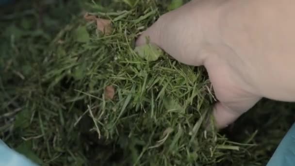 Giardiniere Manipolazione Erba Appena Tagliata Sacco — Video Stock