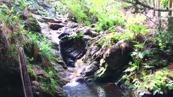 クニスナの森の奥に隠された秘密の滝 新鮮な冷たい水が魔法の森をゆっくりと流れる — ストック動画