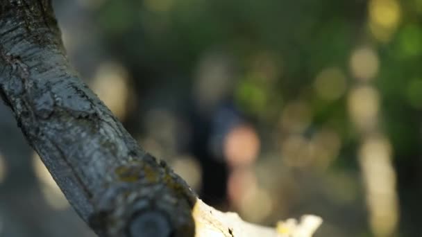 Slow Motion Tiro Uma Bela Loira Caminhadas Femininas Uma Trilha — Vídeo de Stock