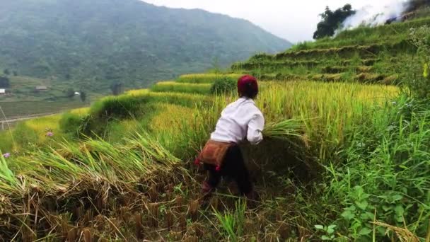 Hmong Woman Harvesting Rice Full Shot — Stock Video